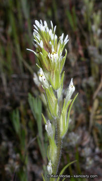 Image of attenuate Indian paintbrush