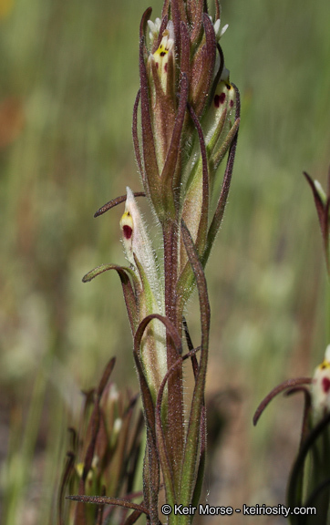 Image of attenuate Indian paintbrush