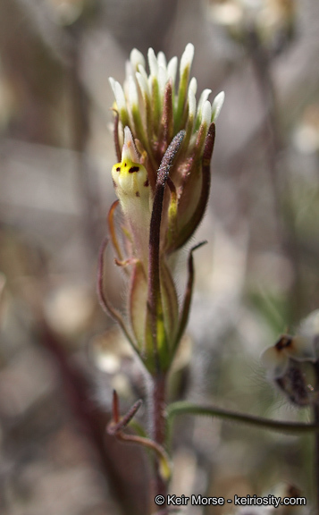 Image of attenuate Indian paintbrush