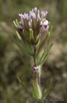 Image of shortstyle Indian paintbrush