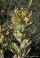 Image of short-lobe Indian paintbrush