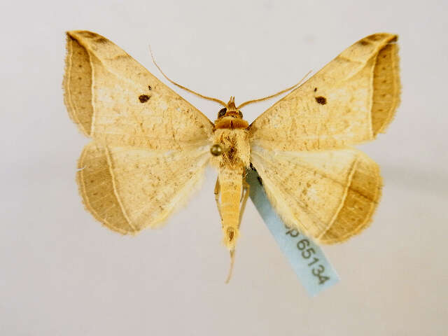 Image of Entomogramma Guenée ex Boisduval & Guenée 1852