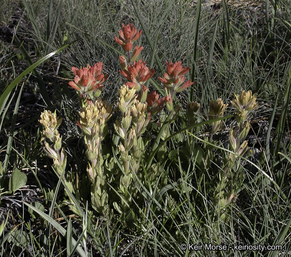 Image of short-lobe Indian paintbrush