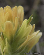 Image of short-lobe Indian paintbrush