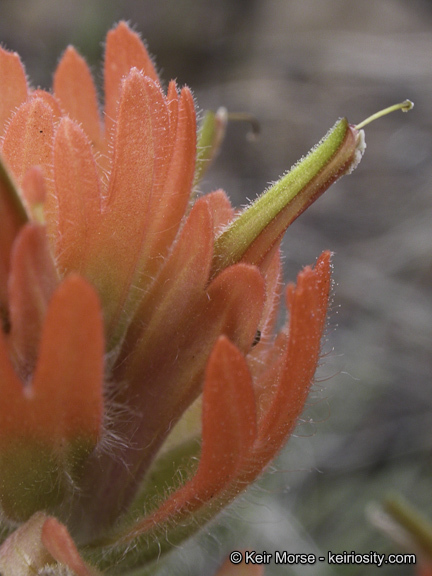 Image of short-lobe Indian paintbrush