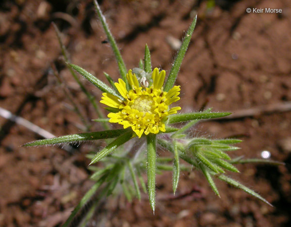 Image of Fitches Spikeweed