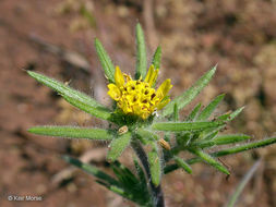 Image of Fitches Spikeweed