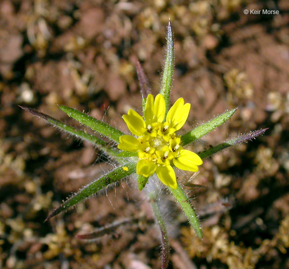 Image of Fitches Spikeweed