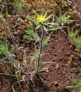 Image of Fitches Spikeweed