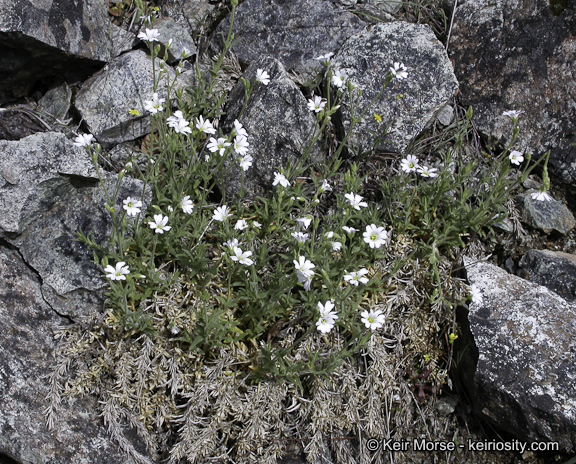 Imagem de Cerastium arvense subsp. strictum (L.) Gaudin