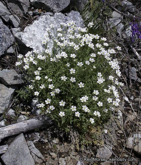 Imagem de Cerastium arvense subsp. strictum (L.) Gaudin