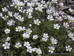 Imagem de Cerastium arvense subsp. strictum (L.) Gaudin