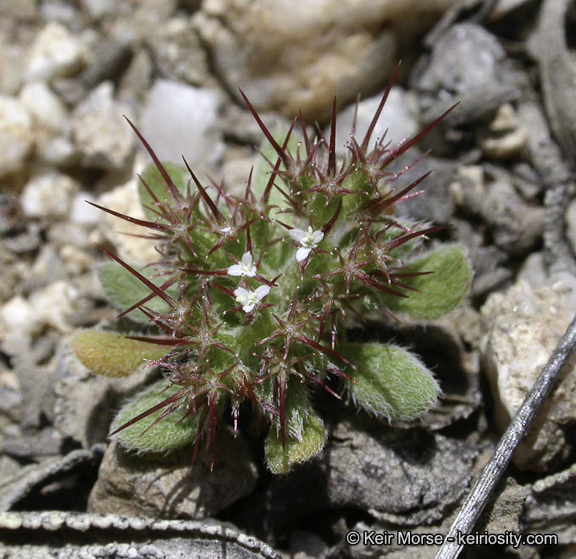 Image of oneawn spineflower