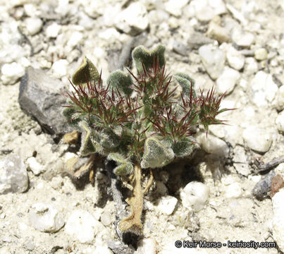 Image of oneawn spineflower