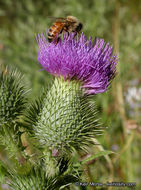 Image of Spear Thistle