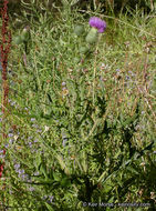 Image of Spear Thistle
