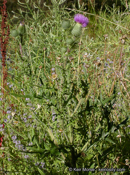 Image of Spear Thistle