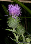 Image of Spear Thistle