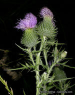 Image of Spear Thistle