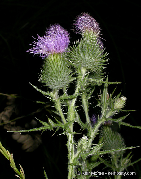 Image of Spear Thistle