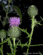 Image of Spear Thistle