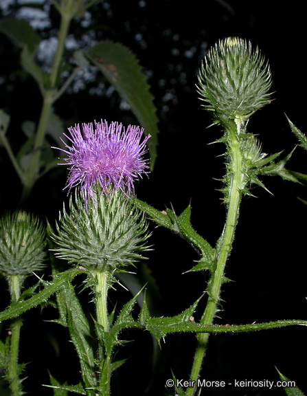 Image of Spear Thistle