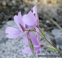 Image of Dudley's clarkia