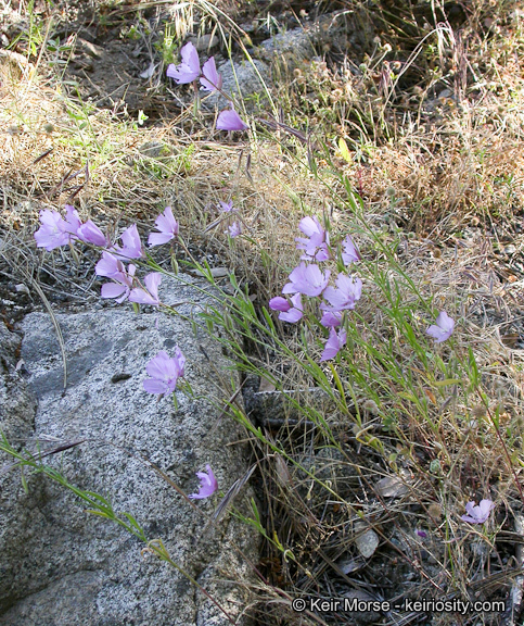 Image of Dudley's clarkia