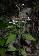 صورة Clarkia heterandra (Torrey) H. Lewis & P. H. Raven