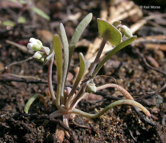 Image of serpentine springbeauty