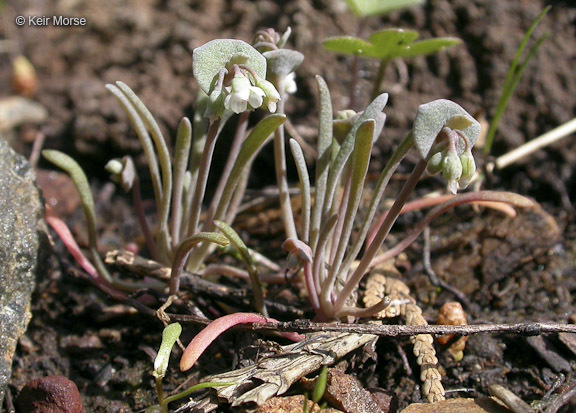 Image of serpentine springbeauty