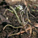 Image of serpentine springbeauty