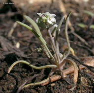 Image of serpentine springbeauty