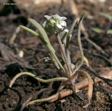 Claytonia exigua subsp. glauca (Nutt. ex Torrey & A. Gray) John M. Miller & K. L. Chambers resmi