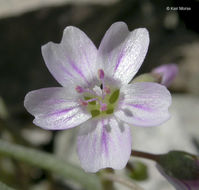 Image of gypsum springbeauty