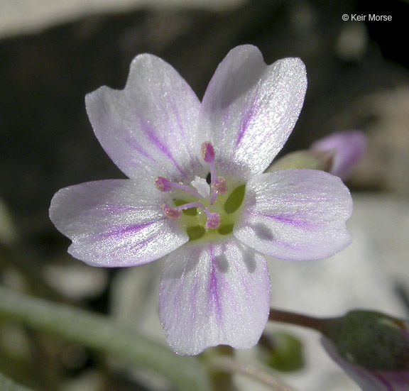 Image of gypsum springbeauty