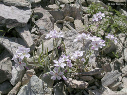 Image of gypsum springbeauty