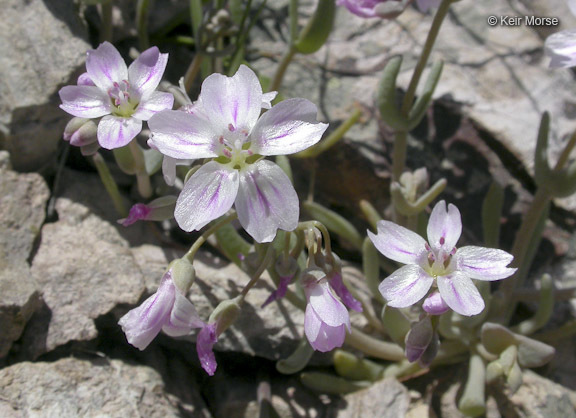 Image of gypsum springbeauty