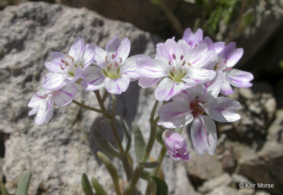 Image of gypsum springbeauty