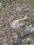 Image of gypsum springbeauty