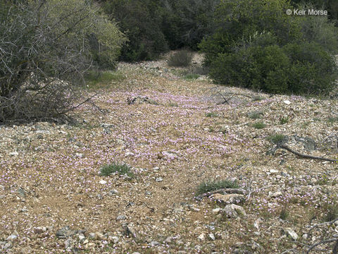 Image of gypsum springbeauty