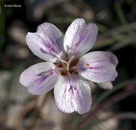 Image of gypsum springbeauty