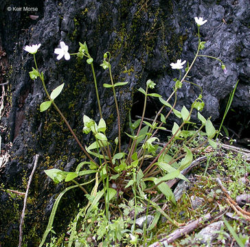 Plancia ëd Claytonia sibirica L.