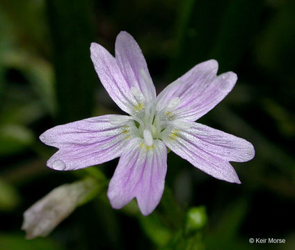 Image of Siberian springbeauty