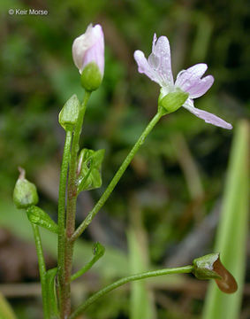 Image of Siberian springbeauty