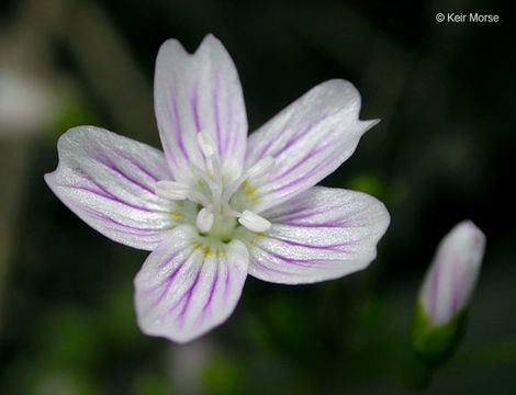 Image of Siberian springbeauty