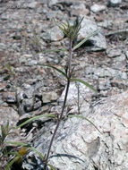 Image of narrowleaf blue eyed Mary