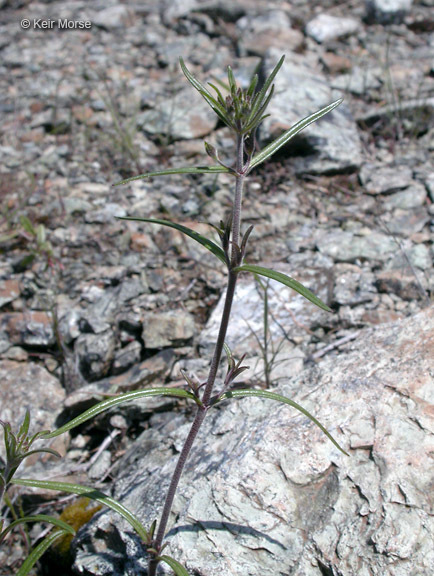 Image of narrowleaf blue eyed Mary