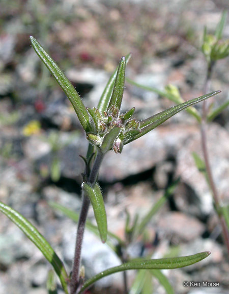 Image of narrowleaf blue eyed Mary