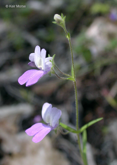 Image of sticky blue eyed Mary